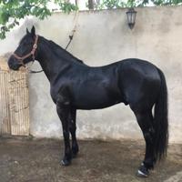 Cavallo Murgese Morello Castrone