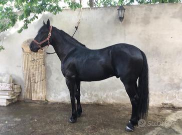 Cavallo Murgese Morello Castrone
