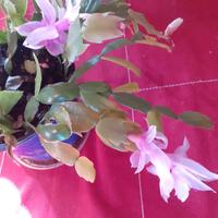 Cactus di Natale Schlumbergera Pink lady