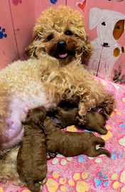 Barboncino Toy Mini Toy cuccioli