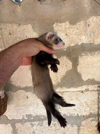 Furetto
