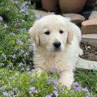 Cucciola di Golden Retriever