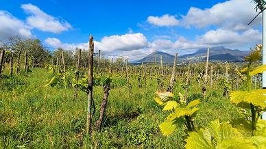 GIFFONI V. P. ORNITO Terreno di mq 2.300