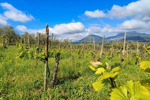 GIFFONI V. P. ORNITO Terreno di mq 2.300
