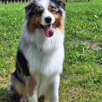 Australian Shepherd