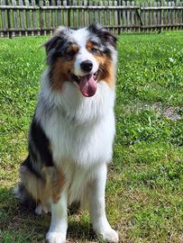 Australian Shepherd