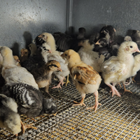 Pulcini di galline ornamentali