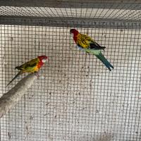 Parrocchetti e inseparabili