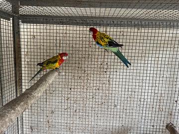 Parrocchetti e inseparabili