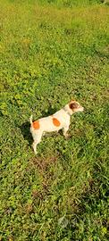 Cane jack Russell