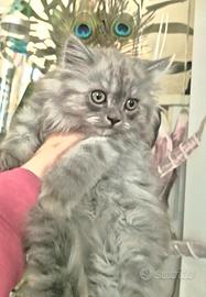 Gattino persiano