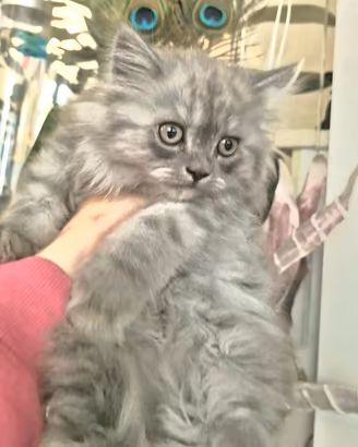 Gattino persiano