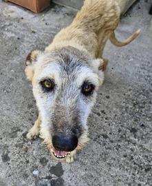 Spino buonissimo, 13 anni, tutti in un box