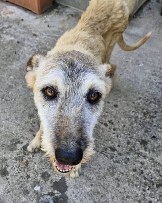 Spino buonissimo, 13 anni, tutti in un box