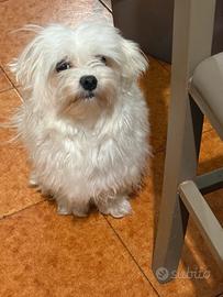 Maltese femmina