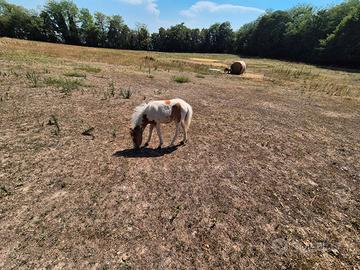 Pony asini asinelle
