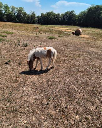 Pony asini asinelle