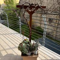 Vite da uva bianca adulta per terrazzo o pergola