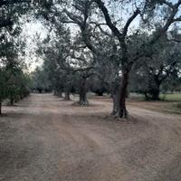 Terreno agricolo di circa 7.000 mq con Villino