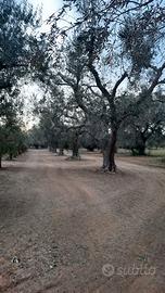 Terreno agricolo di circa 7.000 mq con Villino