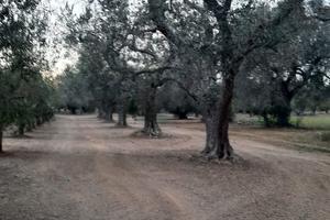 Terreno agricolo di circa 7.000 mq con Villino