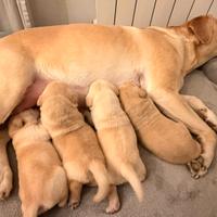Cuccioli di Labrador retriver miele