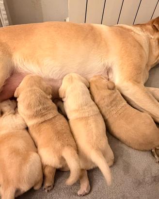 Cuccioli di Labrador retriver miele
