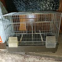 Gabbia zincata da cova per uccelli con accessori