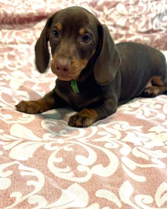 Bassotto maschio cioccolato