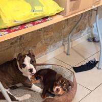 American Bully pocket