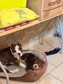 American Bully pocket