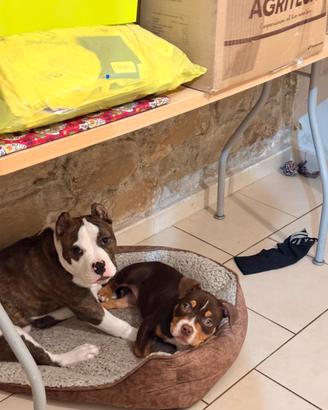 American Bully pocket