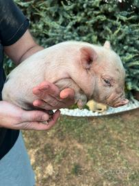 Mini pig