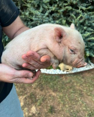 Mini pig
