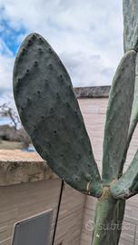 🌵 Pala di fico d’India senza spine – facilissima 