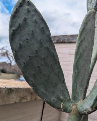 🌵 Pala di fico d’India senza spine – facilissima 
