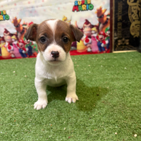 Jack russell maschio meraviglioso