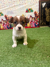 Jack russell maschio meraviglioso