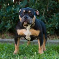 Cucciolo American bully