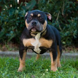 Cucciolo American bully