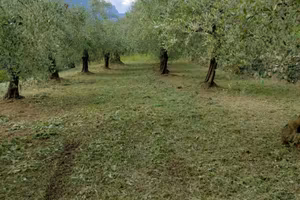 Uliveto