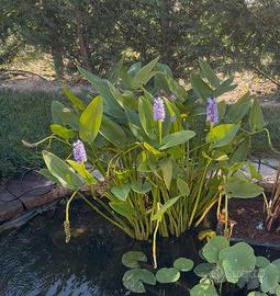 Pontederia cordata