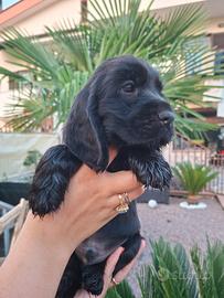 Cocker spaniel inglese PURISSIMO