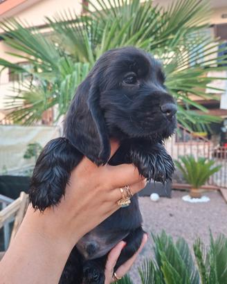 Cocker spaniel inglese PURISSIMO