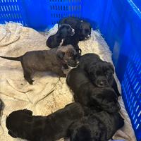 Cuccioli incrocio corso/labrador