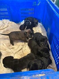 Cuccioli incrocio corso/labrador