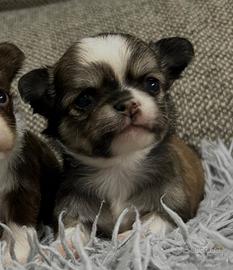 Chihuahua pelo lungo