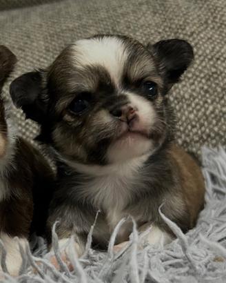 Chihuahua pelo lungo