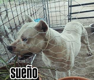 Dogo argentino maschio per monta sueño las alcanas