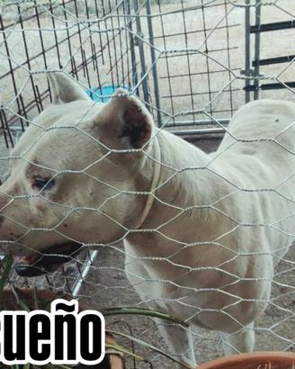 Dogo argentino maschio per monta sueño las alcanas